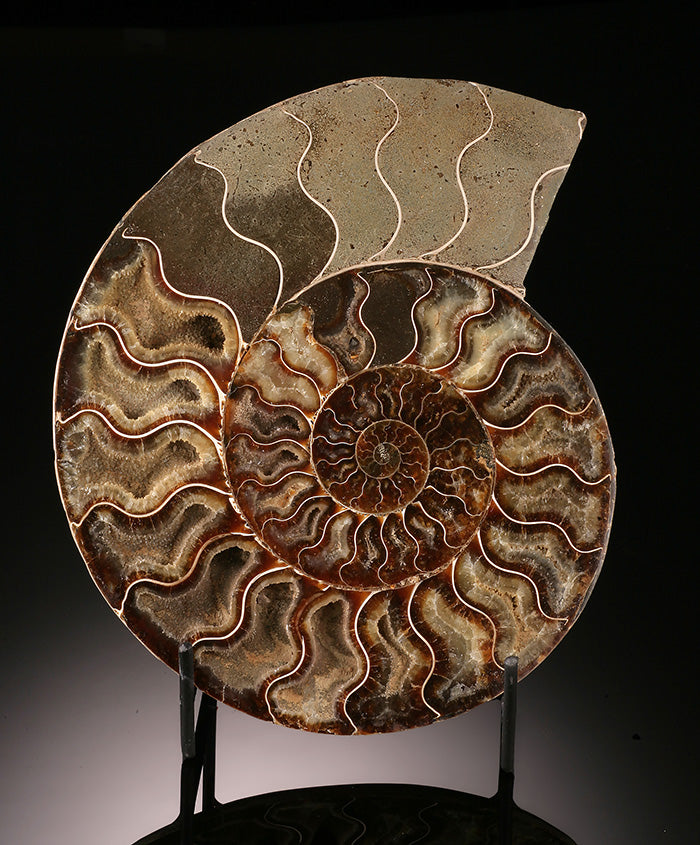 8-1/2" Ammonite Cross Section (with stand)