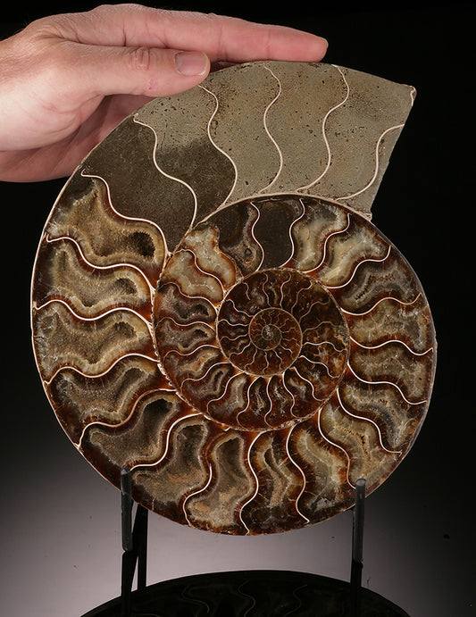 8-1/2" Ammonite Cross Section (with stand)
