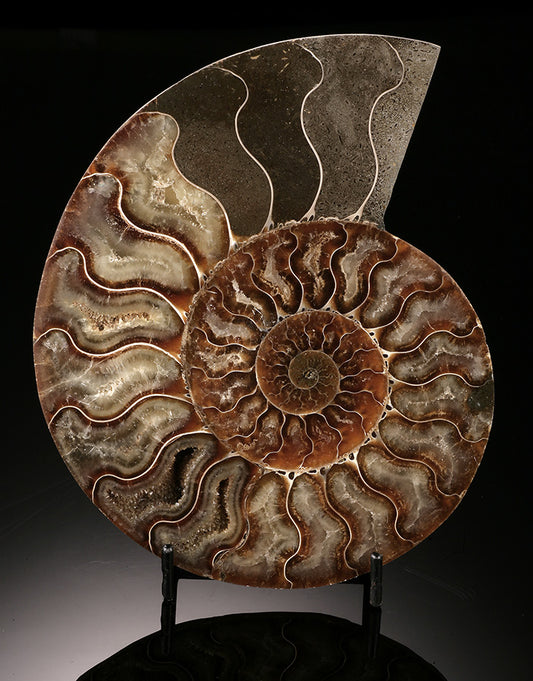 Ammonite Cross Section (with stand)