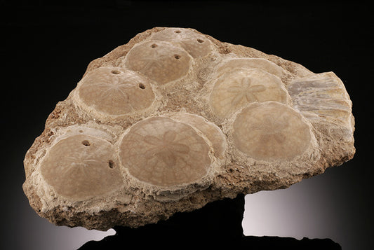 11-1/2" Scutella Fossil