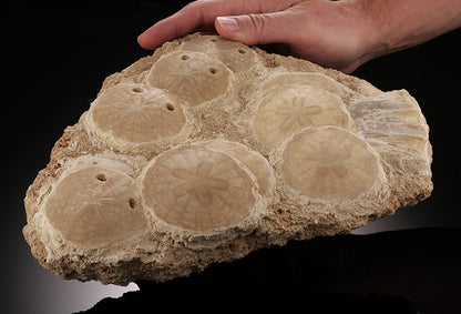 11-1/2" Scutella Fossil