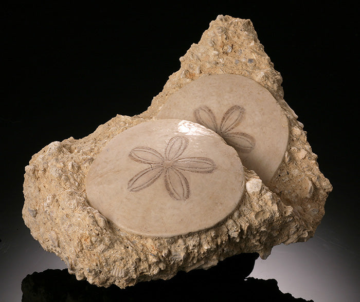 6" Scutella Fossil