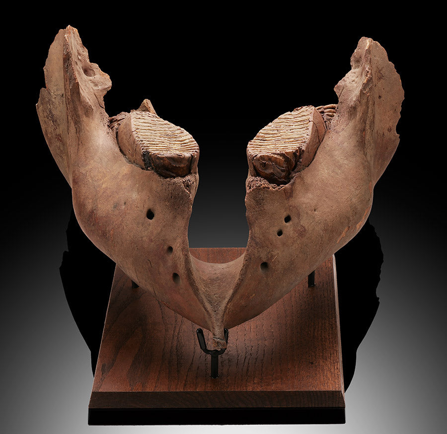 Woolly Mammoth Jaw