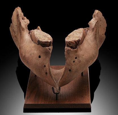 Woolly Mammoth Jaw
