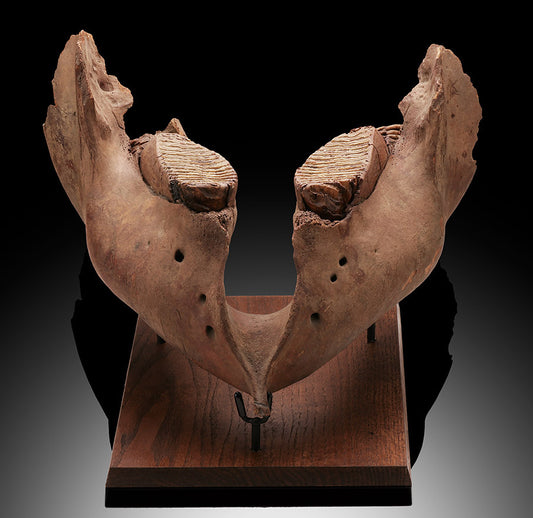 Woolly Mammoth Jaw