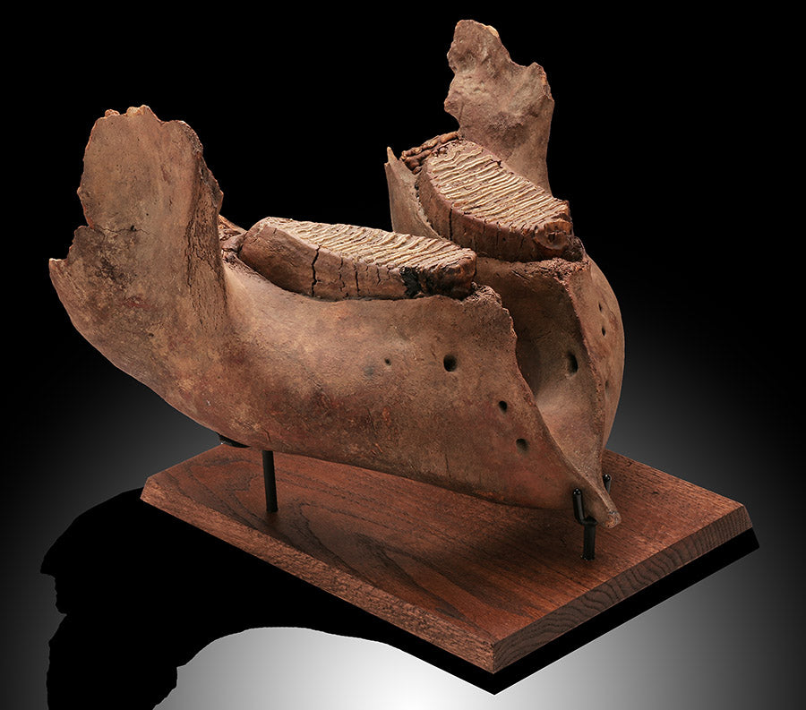 Woolly Mammoth Jaw