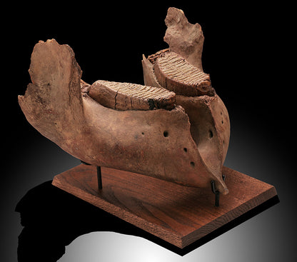 Woolly Mammoth Jaw