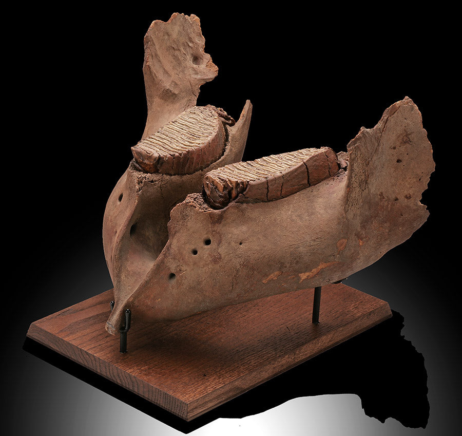 Woolly Mammoth Jaw