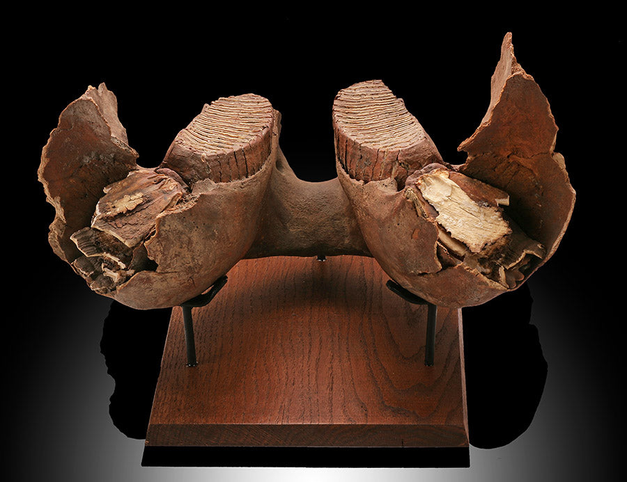 Woolly Mammoth Jaw