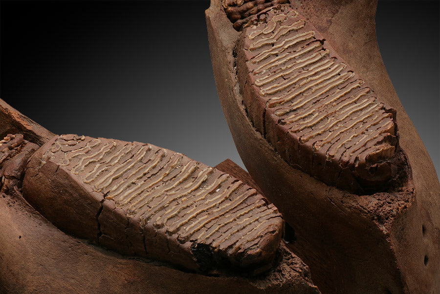 Woolly Mammoth Jaw