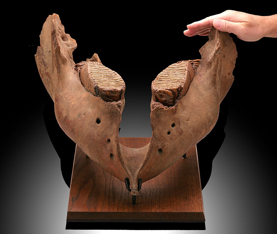 Woolly Mammoth Jaw
