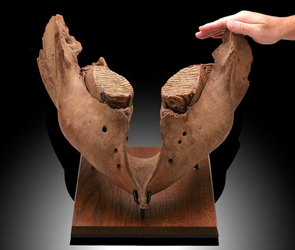 Woolly Mammoth Jaw