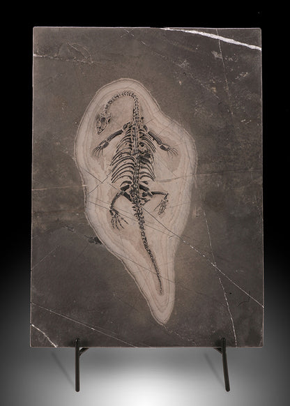 Keichousaurus hui Fossil Plate