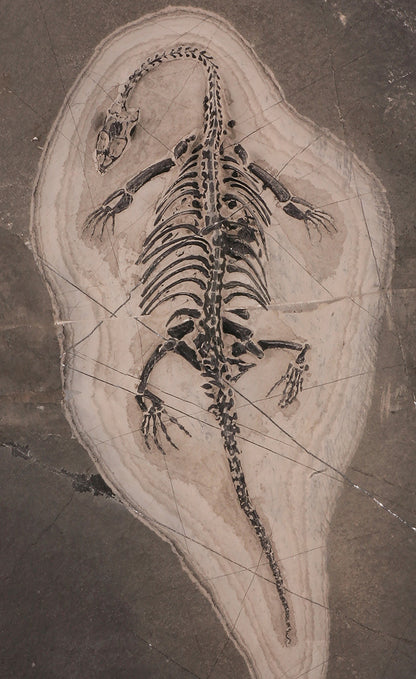 Keichousaurus hui Fossil Plate