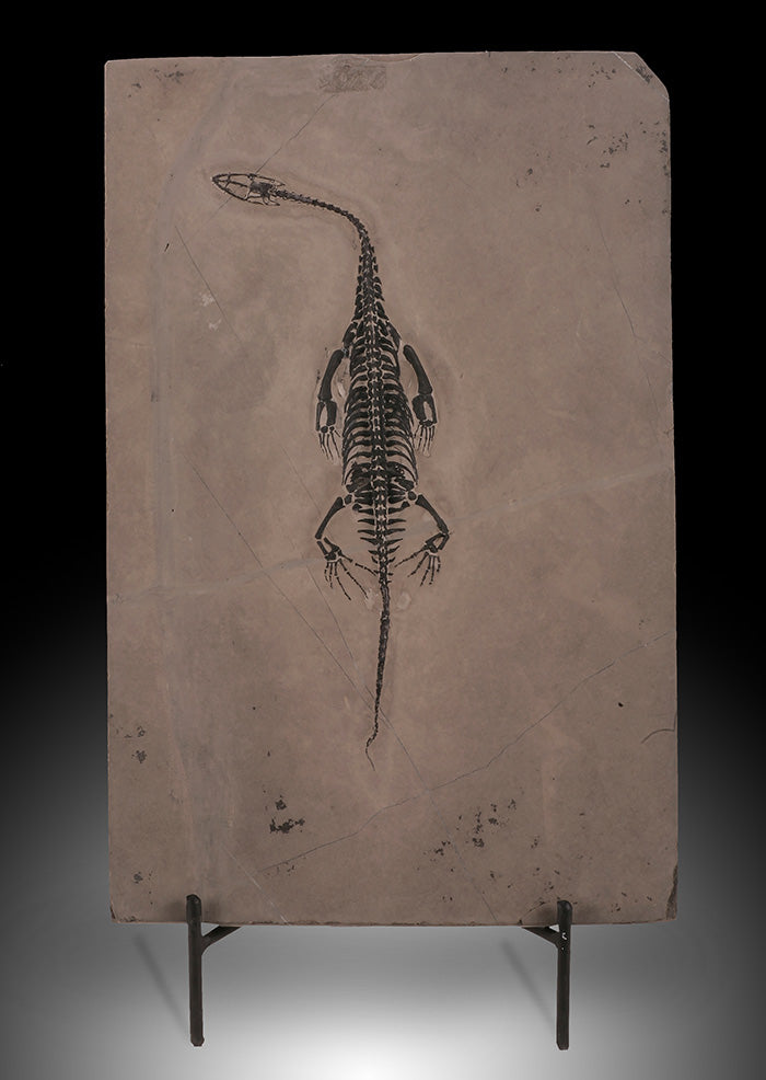 Keichosaur Plate (w/ stand)