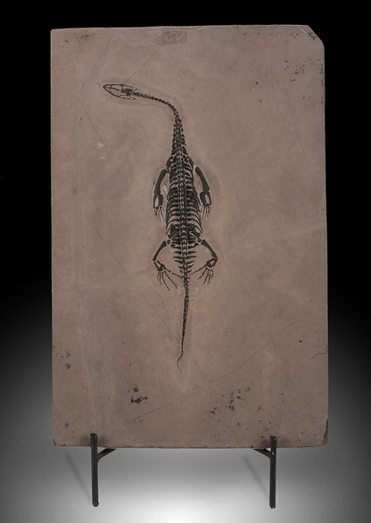 Keichosaur Plate (w/ stand)