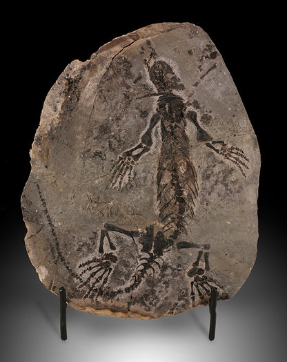 Barasaurus besairiei Fossil (w/ stand)