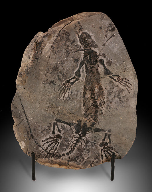 Barasaurus besairiei Fossil (w/ stand)