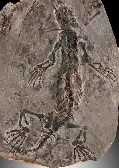 Barasaurus besairiei Fossil (w/ stand)