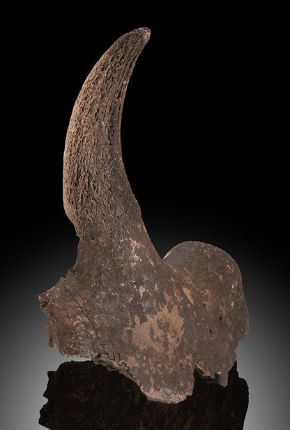 Ice Age Bison Horn