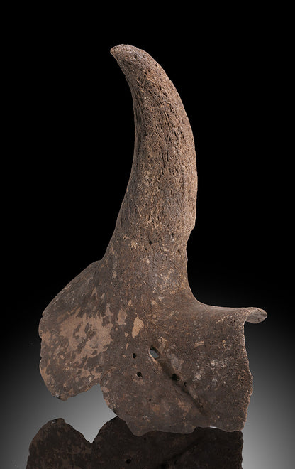 Ice Age Bison Horn