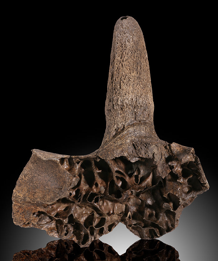 Ice Age Bison Horn