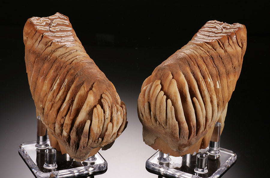 Infant Mammoth Teeth Pair (w/ stands)