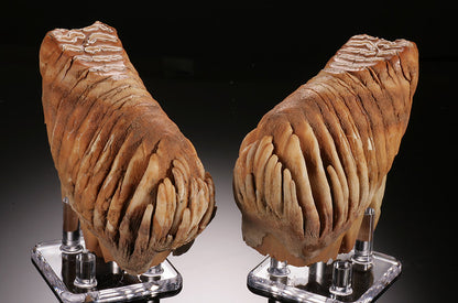 Infant Mammoth Teeth Pair (w/ stands)