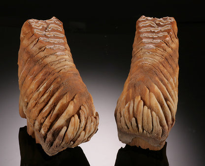 Infant Mammoth Teeth Pair (w/ stands)
