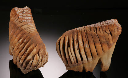 Infant Mammoth Teeth Pair (w/ stands)