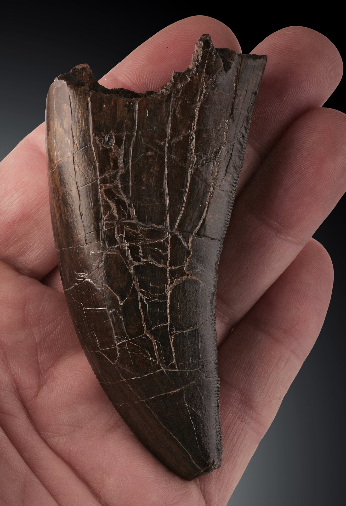 Massive T. rex Tooth Tip