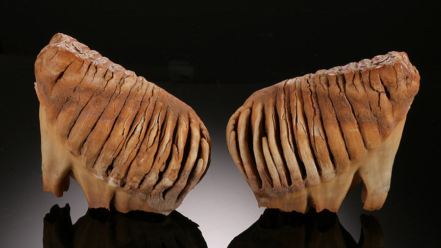 Infant Mammoth Teeth Pair (w/ stands)