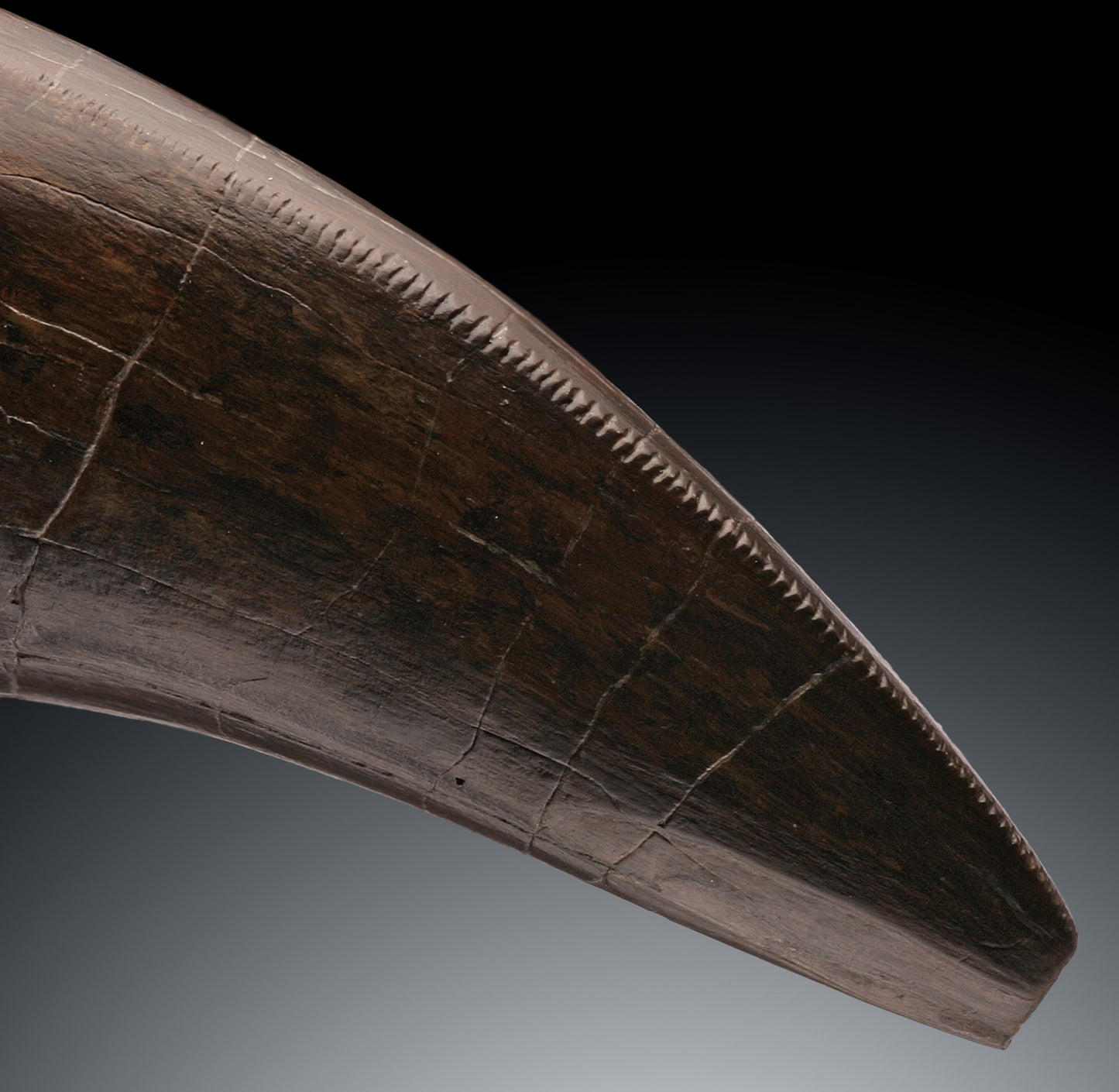 Massive T. rex Tooth Tip