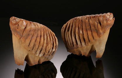 Infant Mammoth Teeth Pair (w/ stands)