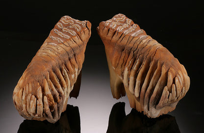 Infant Mammoth Teeth Pair (w/ stands)