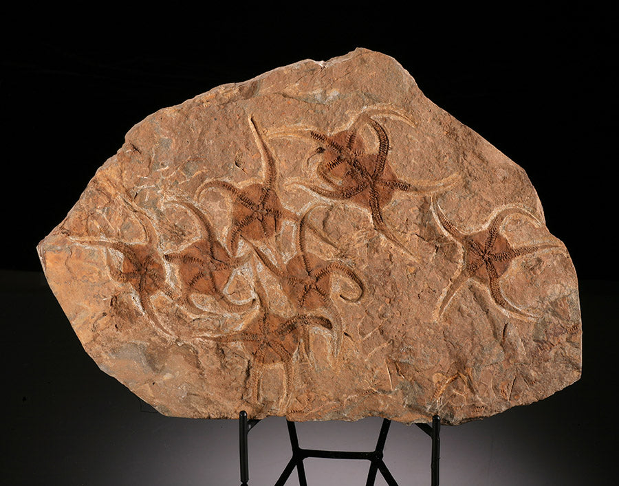 Brittle Starfish Mortality Plate (w/ stand)