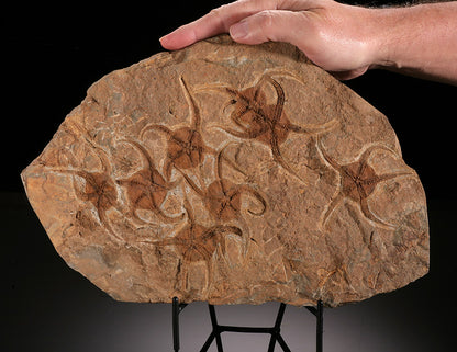 Brittle Starfish Mortality Plate (w/ stand)