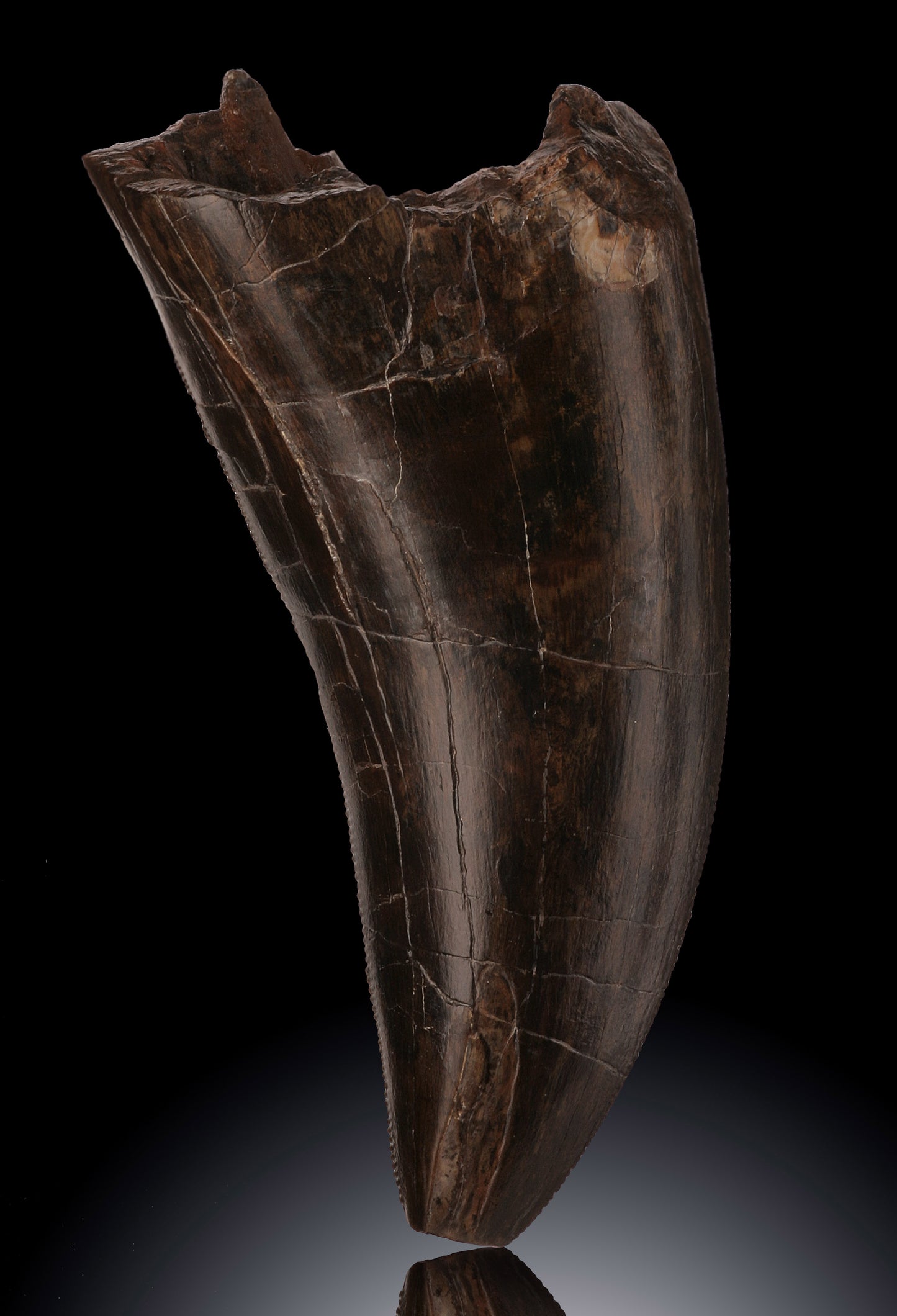 Massive T. rex Tooth Tip