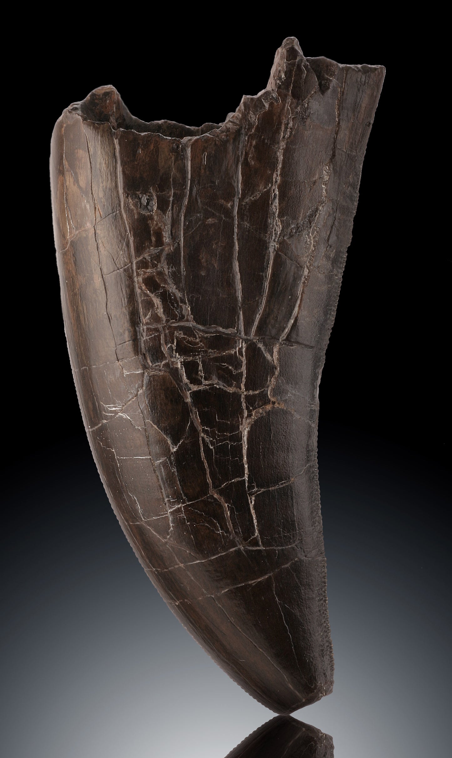 Massive T. rex Tooth Tip