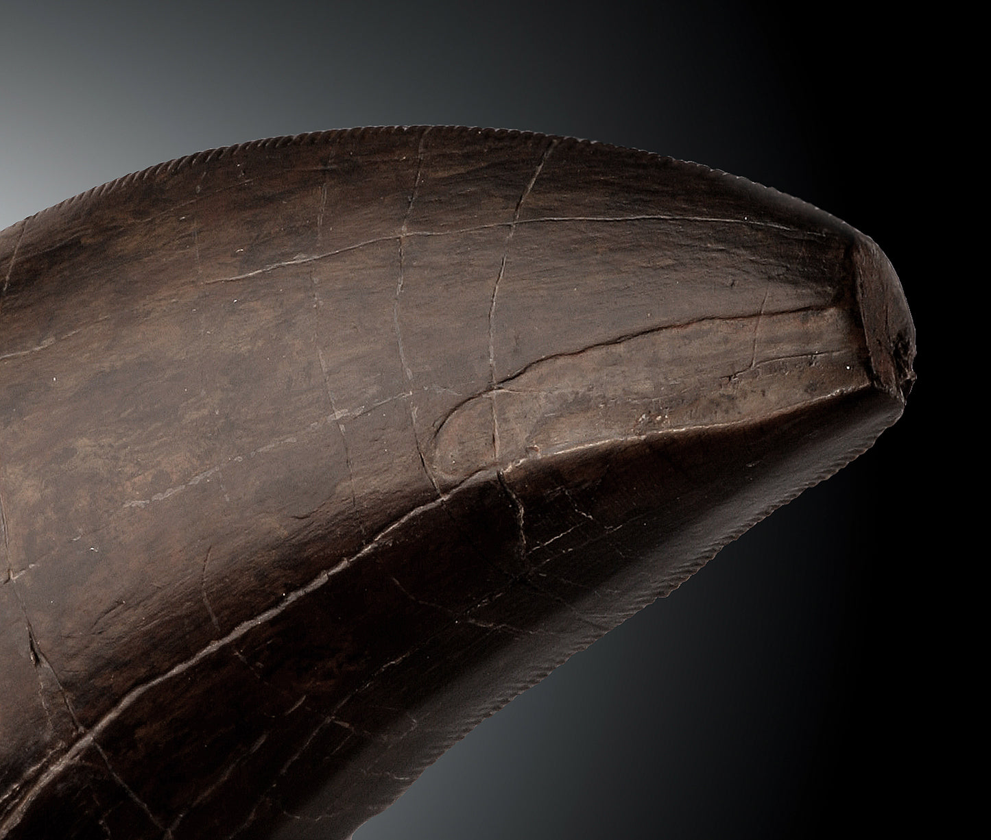 Massive T. rex Tooth Tip