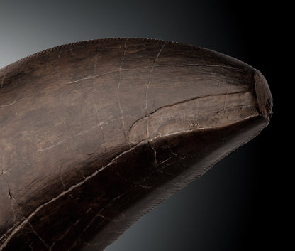 Massive T. rex Tooth Tip