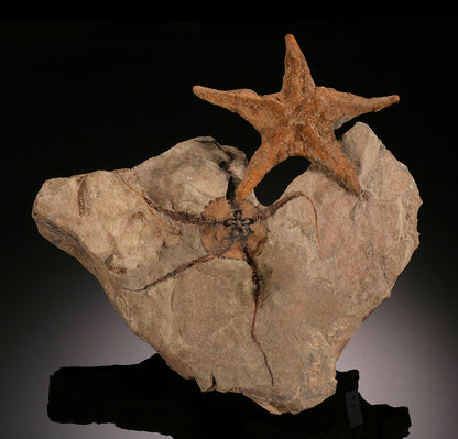 Asteroidea & Ophiura Seastar Plate