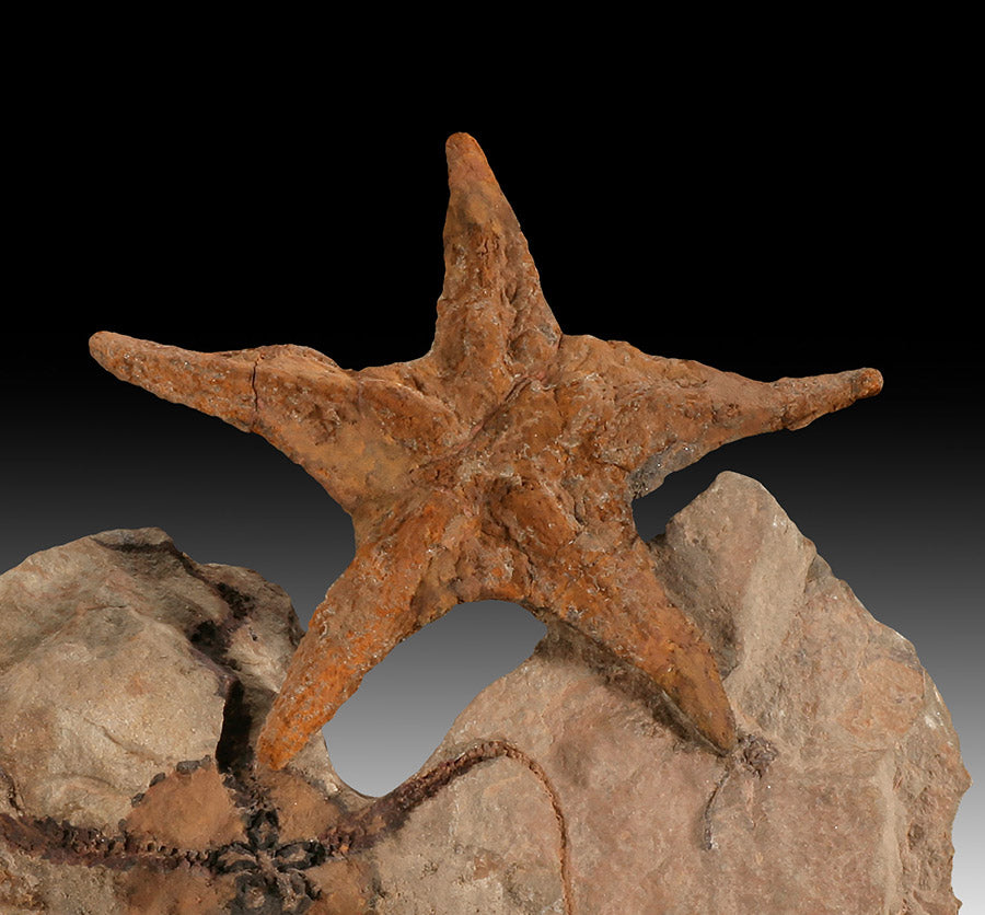 Asteroidea & Ophiura Seastar Plate