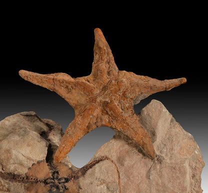 Asteroidea & Ophiura Seastar Plate