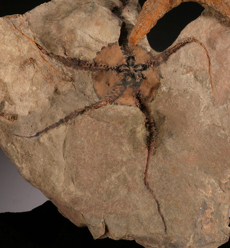 Asteroidea & Ophiura Seastar Plate