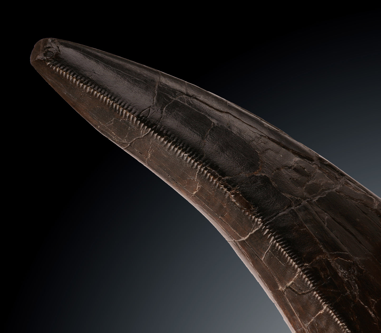 Massive T. rex Tooth Tip