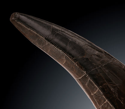 Massive T. rex Tooth Tip