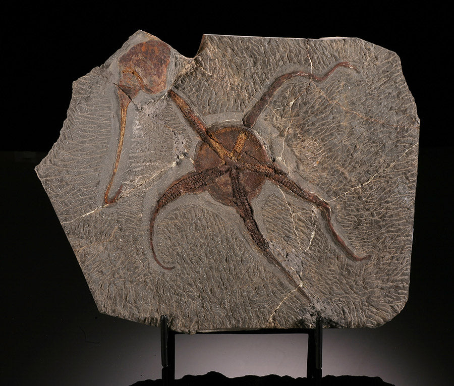 "Brittle" Starfish & Dendrocystites Fossil Plate (w/ stand)
