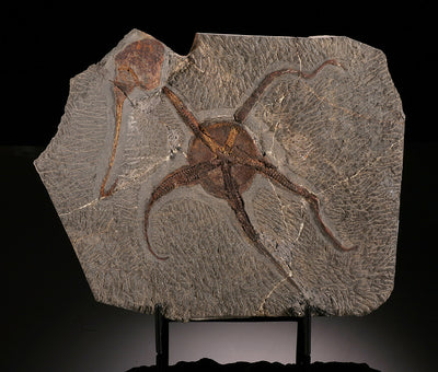 "Brittle" Starfish & Dendrocystites Fossil Plate (w/ stand)