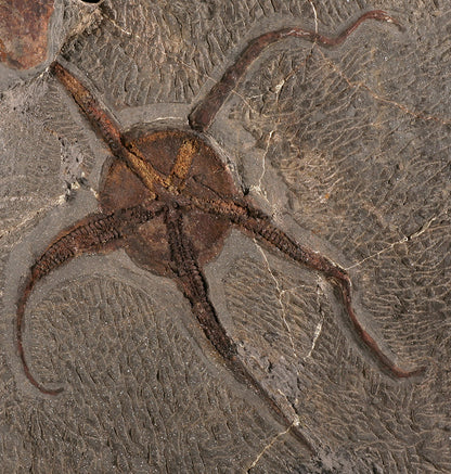 "Brittle" Starfish & Dendrocystites Fossil Plate (w/ stand)